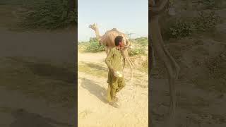 During Milking of Camels attach rope in leg #تاريخ_الجمال #camelculture #viralshorts