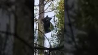 Big Black Bear Up a Tree #hunting #shorts #buzzardbaitoutdoors #bear #outdoors #wildlife #dogs