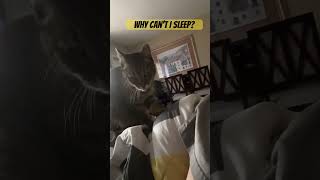 Sleep Interrupted: Kneading Cat Takes Over