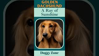 Golden Dachshunds: A Ray of Sunshine | Dog Breeds | Dog Lovers