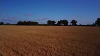 Wheat fields, Oxfordshire