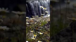 BEAUTIFUL FLOWERS  #shortfeed #shortvideo #nature #shortfeed #shortvideo