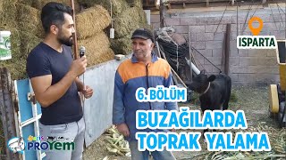 Buzağılarda Toprak Yalama - Yetiş Proyem 6. Bölüm