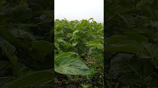 potatoes plant in the field