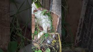 Just borns! Doe cleaning her new born baby🐰bunnies 🥰