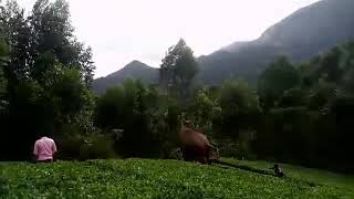 Elephant in Kadukumudi