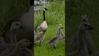 Duck With Her Babies..!!#birds #duck #babyduck #ducklover #youtubeshorts #shorts #short