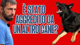 E' stato aggredito da un altro cane?