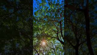 Thank you for the life and the shade you provide. #travel #travelph #trees #nature #batangas