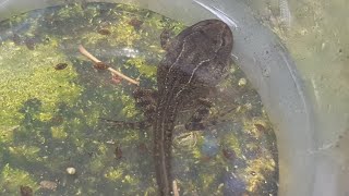 micropond with tadpoles week 11. Legs and arms visible