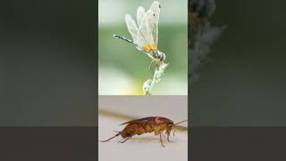 Insect Facts #insects #subscribe #facts