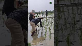 Paddy transplanting | B.Sc. Agriculture students #practice #agriculture #shorts #youtubeshorts