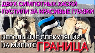 Хозяина двух красивых собачек хаски пропустили за красивые глазки)14:15 Нарва. Спекуляции на Милоте)