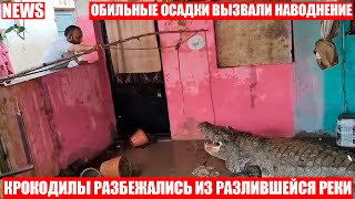 Крокодилы устроили охоту на домашних животных на улицах города из-за наводнения