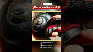 Fire Snail 🐌 - Most Rare Animal | सबसे अजीब प्राणी | #shorts #shorts #hindi