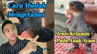 CARA MEMBEDAKAN JENIS KELAMIN PADA ANAK AYAM | USIA 0 - 1BULAN