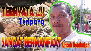 TERNYATA TIMUN LAUT BERMANFAAT UNTUK PENGOBATAN DAN KESEHATAN