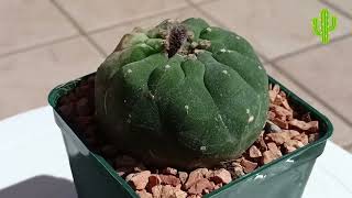 Cactus Матукана Мадисониориум. Matucana madisoniorium.