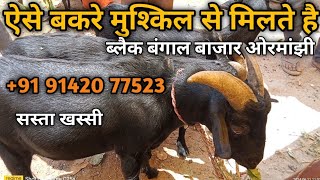 मात्र 15,000 रू ब्लैक बंगाल बकरे! कुर्बानी का जानवर कैसा होना चाहिए? QURBANI 20K24 RANCHI MANDI....