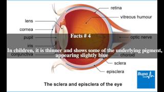 Sclera Top # 6 Facts