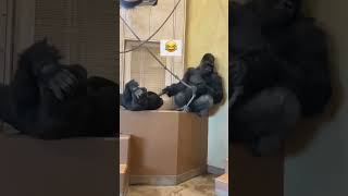 Смешные обезьянки 🐒Funny monkeys