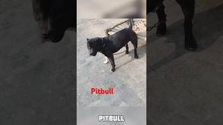 Pitbull dog Danger dog 🐶 #viral #shorts #dog  #shortsfeed