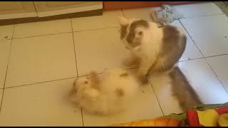 cat house kucing rumahan