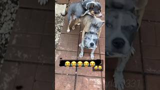 😂 Wait for end #dog #funny #funnyanimals #funnyvideo #youtubeshorts #shortsfeed #animalslover#shorts