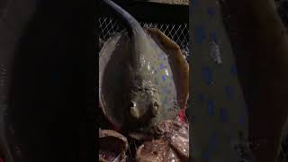 Stingray BBQ #viral #shorts #trending #shortvideo