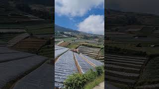 Indahnya Sawah Sayur Desa Sukomakmur Magelang #shorts