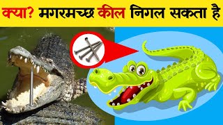 क्या मगरमच्छ लोहे की कील निगल सकता है | Can a crocodile swallow a nail? | Most amazing facts