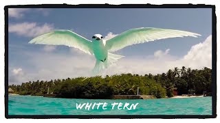 White Tern | Maldives