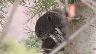 Northern Pygmy Owl Eating A Mouse - May Not Be Suitable For All Viewers