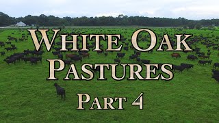 White Oak Pastures: A Model Regenerative Farm Part 4