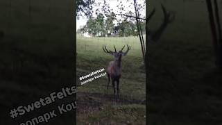 Зоопарк Кошіце, Словаччина. Вікенд з дітьми 21.09.2024 ч.01