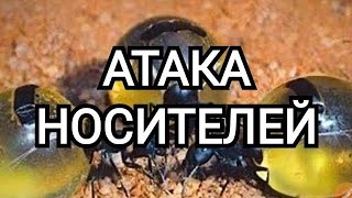 The Ants АТАКА НОСИТЕЛЕЙ | МАКСИМАЛЬНЫЕ ХАРАКТЕРИСТИКИ | The Ants Underground kingdom