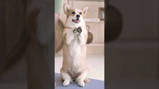 Dog dance #dogdancing #puppydance #cutedog #cutepuppy #shorts #dance