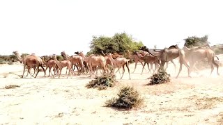 nature show full episode camels walking