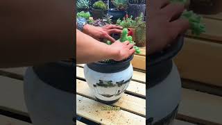 Propagate succulents Diy