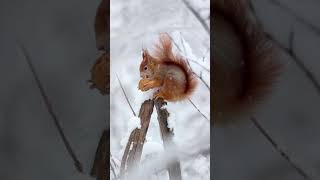 #cute #animallover #popular #trending #viral #squirrel #love #love #life #cold #amazing #choudhary