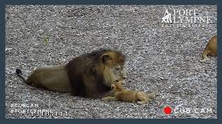 Lion Cub Cam Highlight | Playfighting With Dad