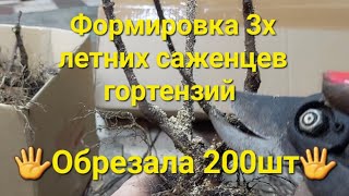 Обрезала 200 саженцев💥.Слабонервным не смотреть😱