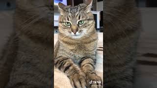 Смешные КОТЫ из Tik Tok /Funny CATS from Tik Tok #степа