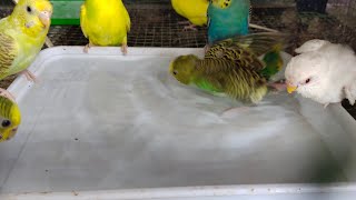 30 seconds budgies bathing video by akshimokshi8415