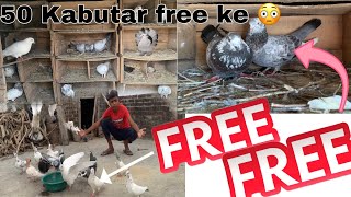 🕊️😳50 kabutar free ke 2024