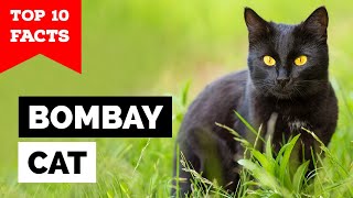 Bombay Cat- TOP 10 FACTS