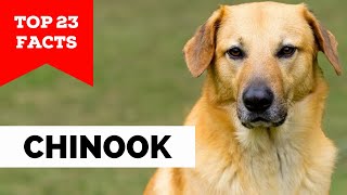 99% of Chinook Dog Owners Don't Know This