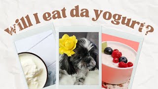 Yogurt vs. Shihtzu: A Comedic Showdown with My Cute Furball🐶🤣😂🐶#youtube #viral #love #dogs #funny