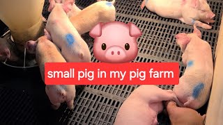 Small pig 🐷 | កូនជ្រូកកសិដ្ឋាននៅកូរ៉េ