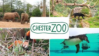 Chester Zoo Vlog May 2021